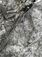 Plestiodon fasciatus