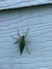 Pterophylla camellifolia