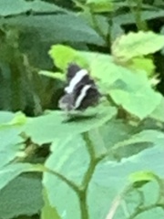 Trichodezia albovittata