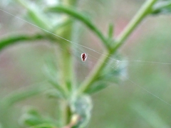 Cyclosa