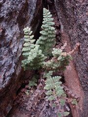 Cheilanthes eckloniana