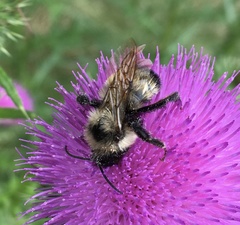 Bombus citrinus