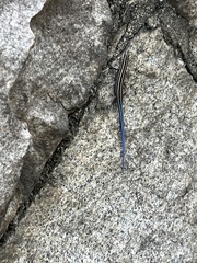 Plestiodon fasciatus