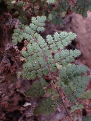 Cheilanthes eckloniana