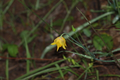Calochortus barbatus