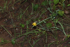 Calochortus barbatus