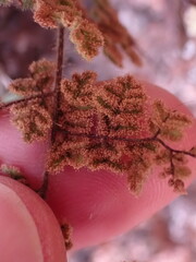 Cheilanthes eckloniana