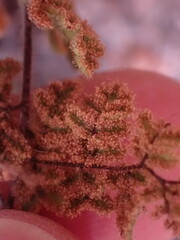 Cheilanthes eckloniana