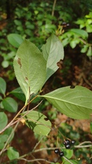 Aronia melanocarpa