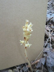 Monotropa hypopitys