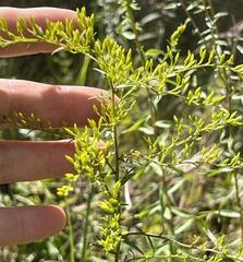 Solidago odora