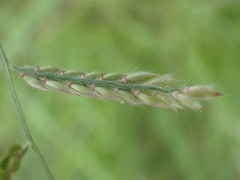 Eriochloa acuminata