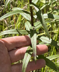 Solidago odora