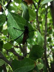 Archilestris magnificus
