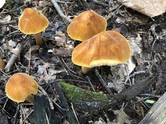 Pluteus leoninus