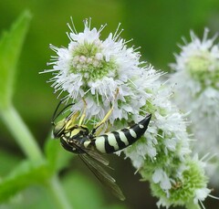 Bicyrtes quadrifasciatus