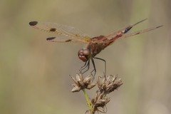 Celithemis elisa