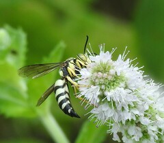 Bicyrtes quadrifasciatus