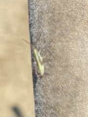 Trigonotylus