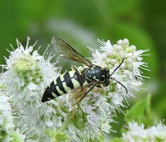 Bicyrtes quadrifasciatus