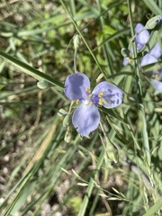 Tradescantia