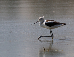 Recurvirostra americana