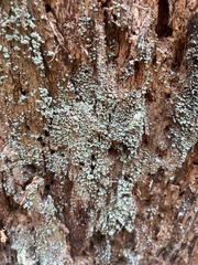 Lepraria finkii