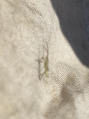 Trigonotylus