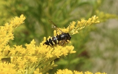 Bicyrtes quadrifasciatus