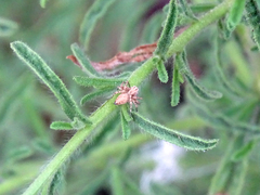 Oxyopes