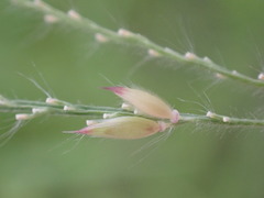 Eriochloa acuminata