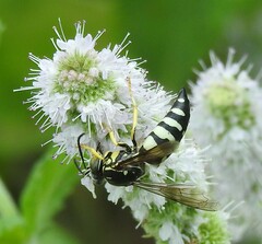 Bicyrtes quadrifasciatus