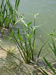 Sagittaria sagittifolia