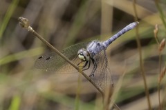 Nannothemis bella