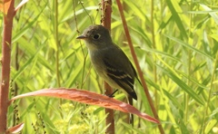 Empidonax minimus