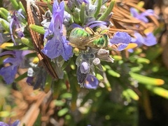Agapostemon