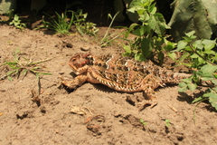 Phrynosoma orbiculare