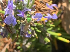 Agapostemon