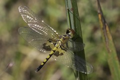 Celithemis martha