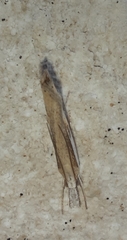 Agriphila trabeatellus
