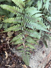 Athyrium niponicum