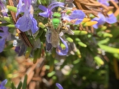 Agapostemon