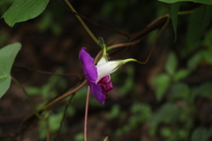 Ipomoea orizabensis orizabensis