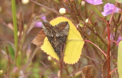 Hypena