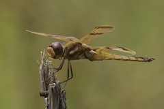 Libellula semifasciata