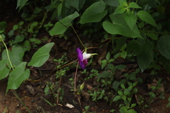 Ipomoea orizabensis orizabensis