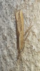 Agriphila trabeatellus