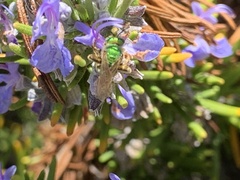 Agapostemon