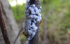 Prociphilus tessellatus