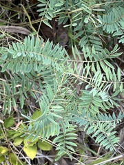 Tephrosia virginiana